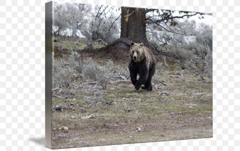Grizzly Bear National Park Fauna Running, PNG, 650x517px, Grizzly Bear, Animal, Bear, Brown Bear, Carnivore Download Free