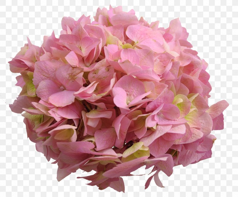 Hydrangea Cut Flowers Petal Pink M, PNG, 900x745px, Hydrangea, Cornales, Cut Flowers, Flower, Flowering Plant Download Free