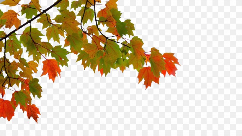 Maple Leaf Autumn, PNG, 1920x1080px, Maple Leaf, Autumn, Autumn Leaf Color, Branch, Flowering Plant Download Free