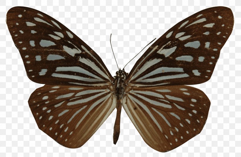 Monarch Butterfly Brush-footed Butterflies Pieridae Gossamer-winged Butterflies, PNG, 1918x1252px, Monarch Butterfly, Arthropod, Bee, Brush Footed Butterfly, Brushfooted Butterflies Download Free
