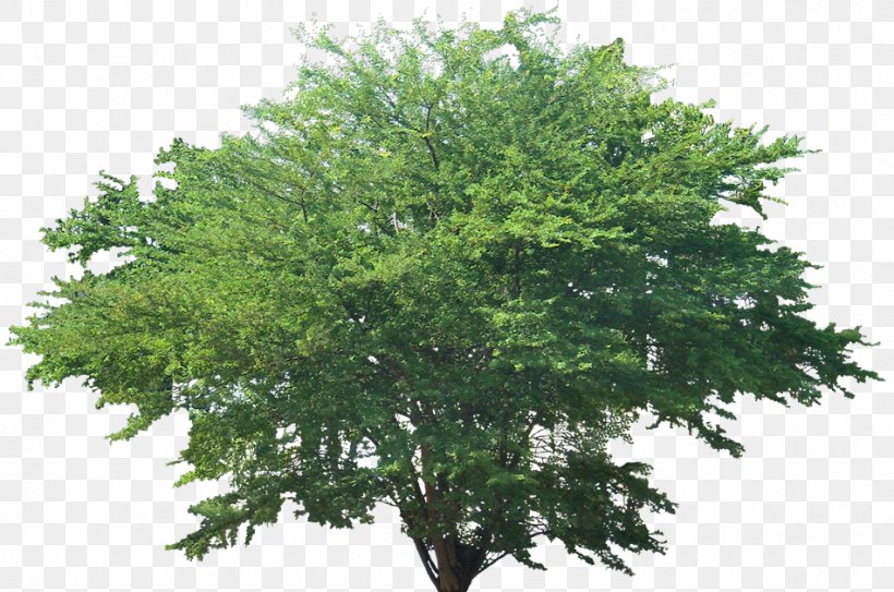Pithecellobium Dulce Tree Plant Acer Ginnala, PNG, 950x630px, Pithecellobium Dulce, Acer Campestre, Acer Ginnala, Botanical Name, Branch Download Free