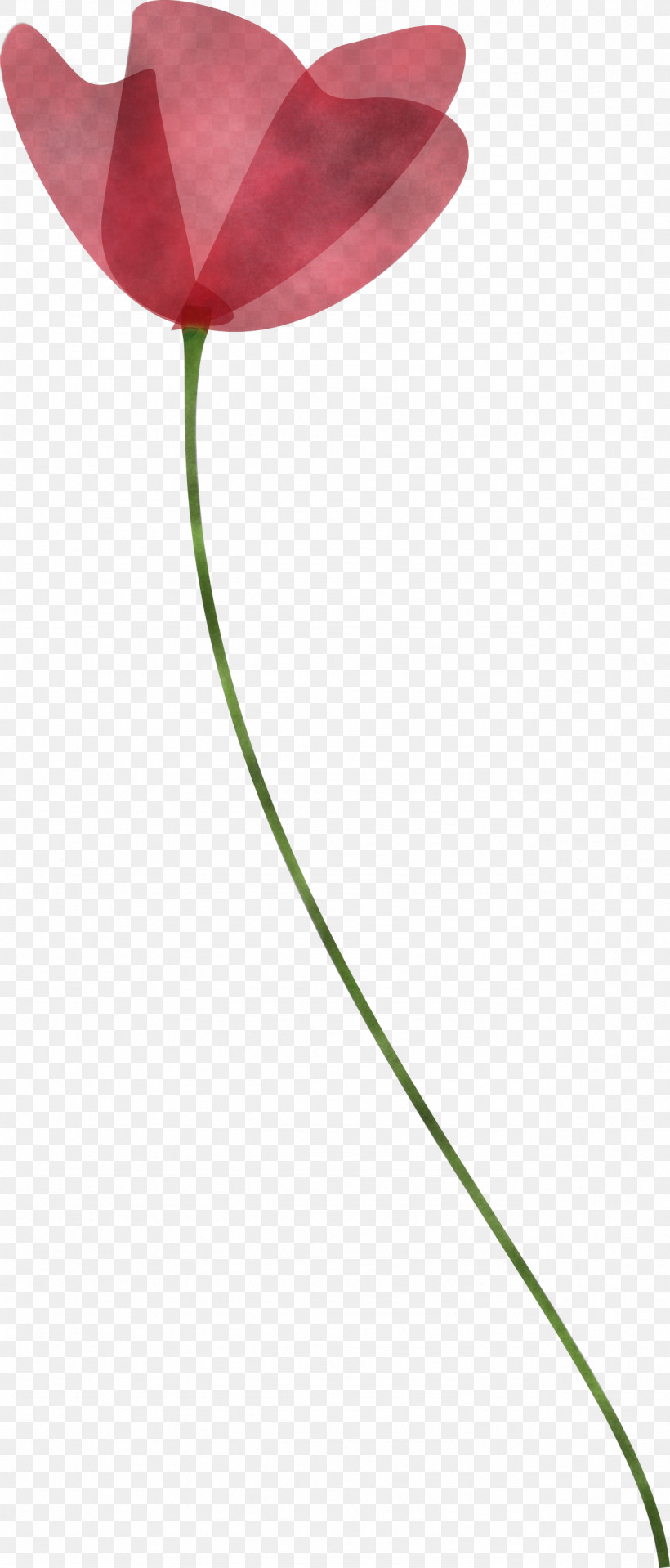 Poppy Flower, PNG, 1282x3000px, Poppy, Anthurium, Coquelicot, Flower, Lily Family Download Free