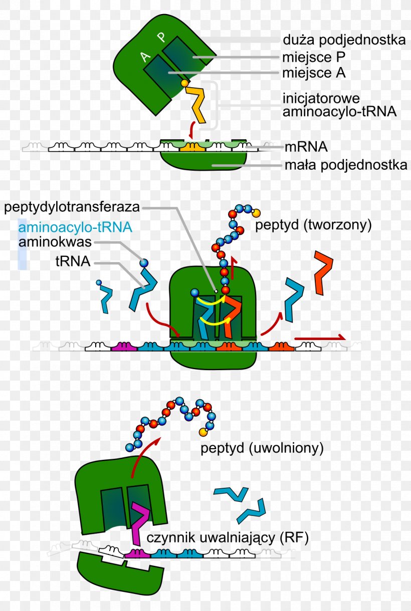 Transfer RNA Translation Protein Biosynthesis DNA, PNG, 1200x1786px, Rna, Amino Acid, Area, Diagram, Dna Download Free