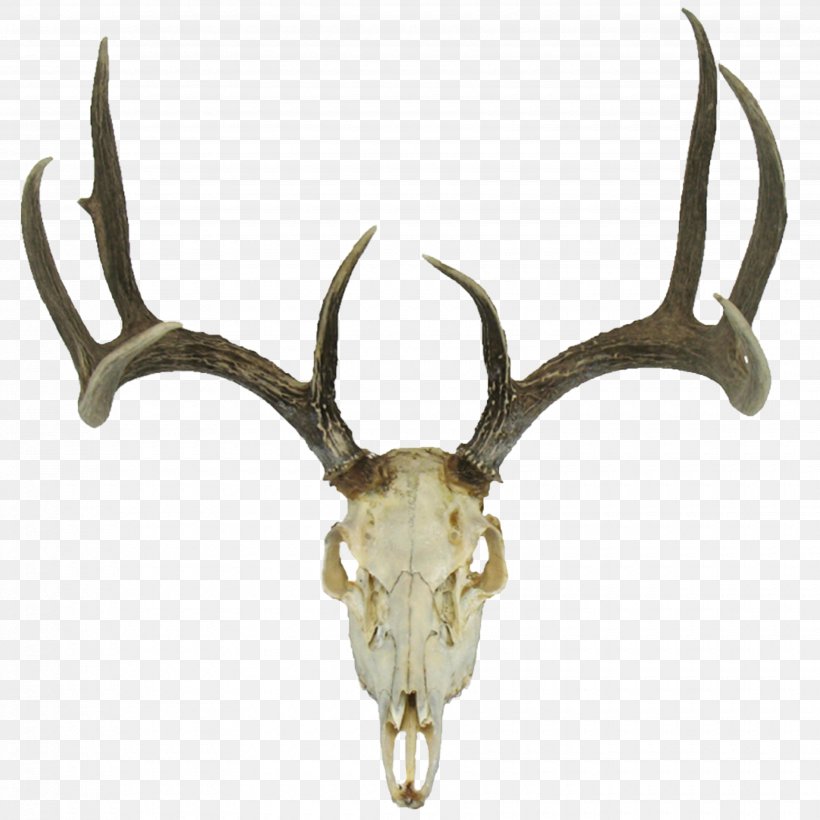 White-tailed Deer Roe Deer Reindeer Red Deer, PNG, 3500x3500px, Deer, Antler, Bone, Drawing, Elk Download Free