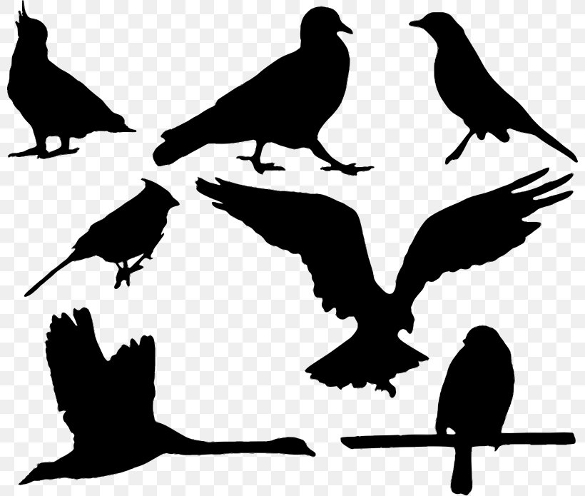 Bird Eagle Silhouette, PNG, 800x695px, Bird, Beak, Black And White, Branch, Crow Download Free