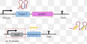 International Genetically Engineered Machine Plasmid Reporter Gene Composite Material PNG