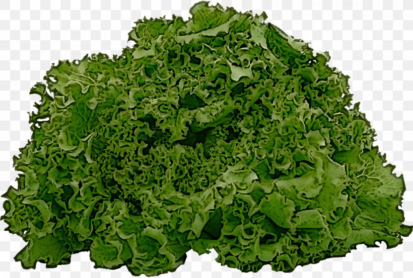 Leaf Vegetable Leaf Vegetable Plant Iceburg Lettuce, PNG, 1011x683px, Leaf Vegetable, Flower, Food, Herb, Iceburg Lettuce Download Free