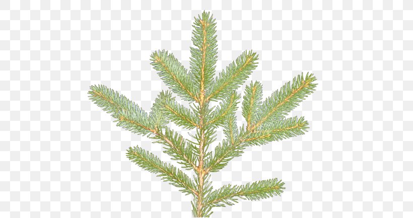 Spruce Pine Larch Fir Evergreen, PNG, 512x433px, Spruce, Branch, Conifer, Evergreen, Fir Download Free