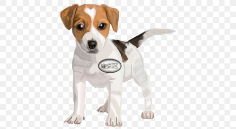 The Parson And Jack Russell Terriers Parson Russell Terrier Puppy, PNG, 598x447px, Jack Russell Terrier, Animal, Beagle, Breed, Carnivoran Download Free