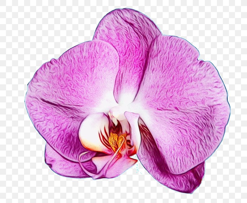 Flower Flowering Plant Petal Violet Purple, PNG, 800x674px, Watercolor, Flower, Flowering Plant, Moth Orchid, Orchid Download Free