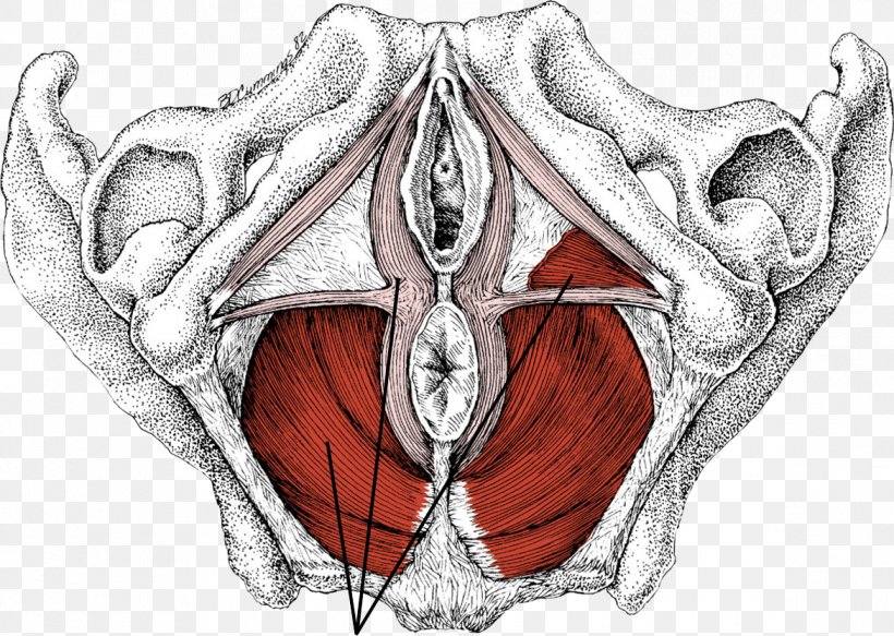 Gray's Anatomy Pelvic Floor Myofascial Trigger Point Pelvis, PNG, 1170x832px, Watercolor, Cartoon, Flower, Frame, Heart Download Free