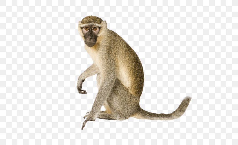 Vervet Monkey Orangutan Primate Ape, PNG, 700x500px, Monkey, Animal, Ape, Bonobo, Chimpanzee Download Free