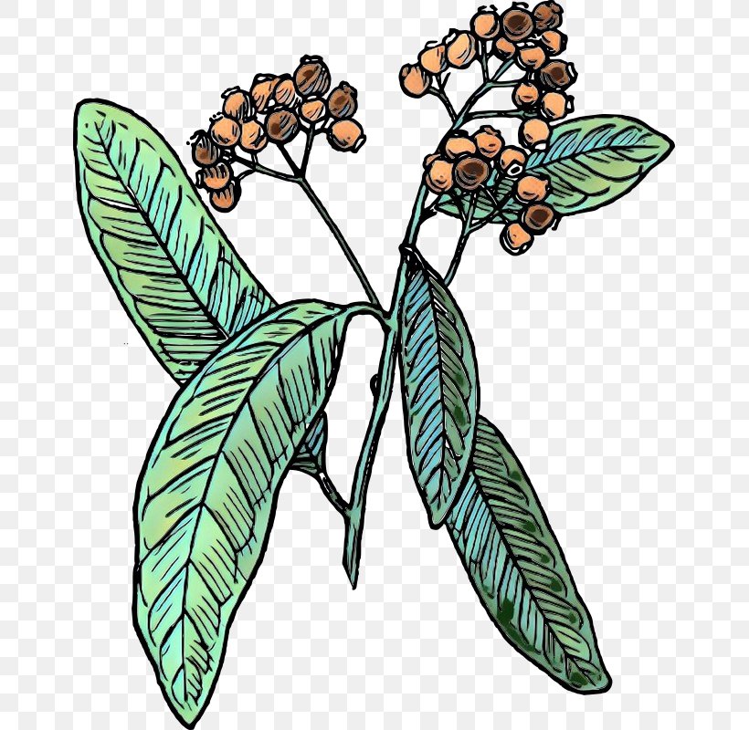 Allspice Drawing Clip Art Line Art Image, PNG, 659x800px, Allspice, Art, Botanical Illustration, Botany, Cartoon Download Free