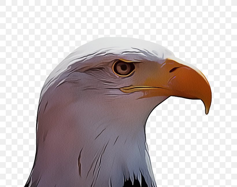 Bird Beak Bald Eagle Eagle Bird Of Prey, PNG, 715x646px, Bird, Accipitridae, Bald Eagle, Beak, Bird Of Prey Download Free