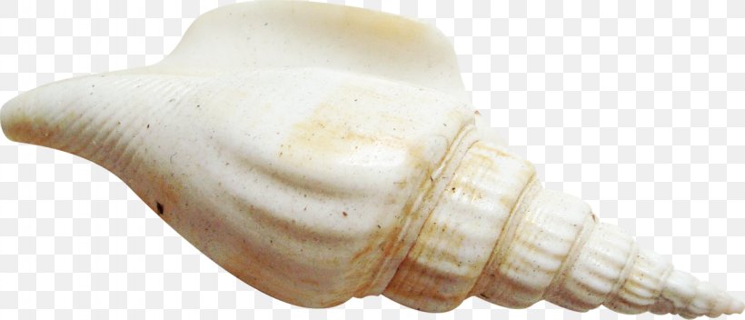 Seashell Clip Art, PNG, 1280x550px, Seashell, Conch, Conchology, Invertebrate, Jaw Download Free