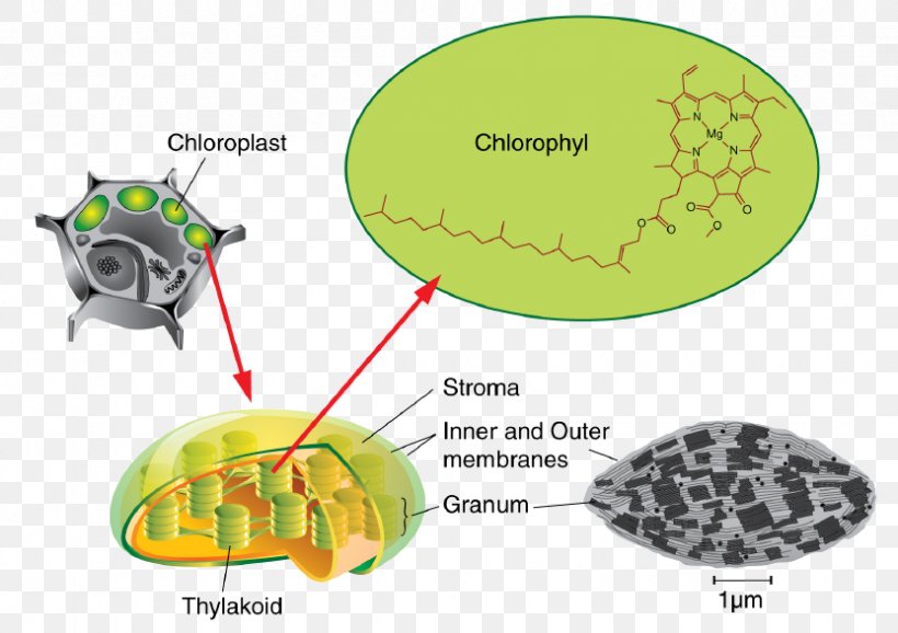 Thylakoid Chloroplast Photosynthesis Stroma Chlorophyll, PNG, 832x587px, Thylakoid, Adenosine Triphosphate, Biology, Cell, Cellular Respiration Download Free