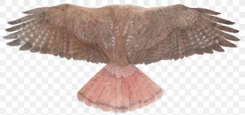 Bird Of Prey Red-tailed Hawk Wing, PNG, 3000x1409px, Bird Of Prey, Animal, Animal Figure, Art, Beak Download Free