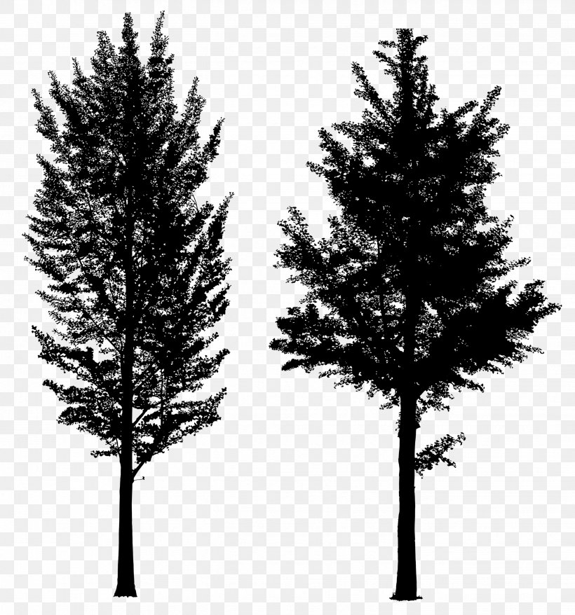 Spruce Fence Tree Concrete Larch, PNG, 2652x2841px, Spruce, American Larch, Balsam Fir, Bigtree, Biome Download Free