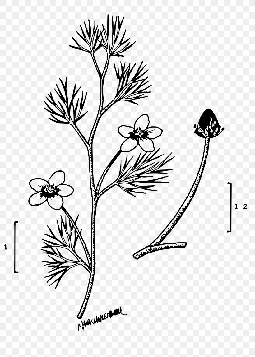 Twig Plant Stem Leaf Line Art Petal, PNG, 1875x2625px, Twig, Black And White, Branch, Drawing, Flora Download Free