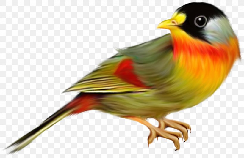 Bird Clip Art, PNG, 1344x872px, Bird, Animation, Beak, Computer Graphics, Emberizidae Download Free
