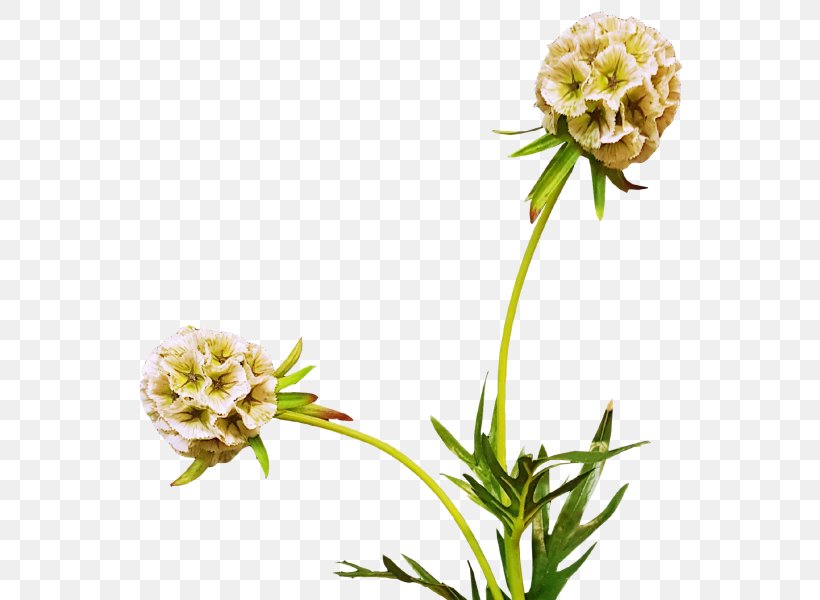 Cut Flowers King Protea Paper Plant, PNG, 800x600px, Cut Flowers, Acacia Pycnantha, Christmas, Flora, Flower Download Free