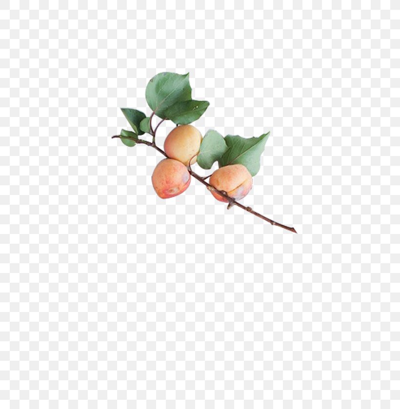 Fruit Peach Gratis Yellow, PNG, 600x839px, Fruit, Auglis, Branch, Food, Gratis Download Free