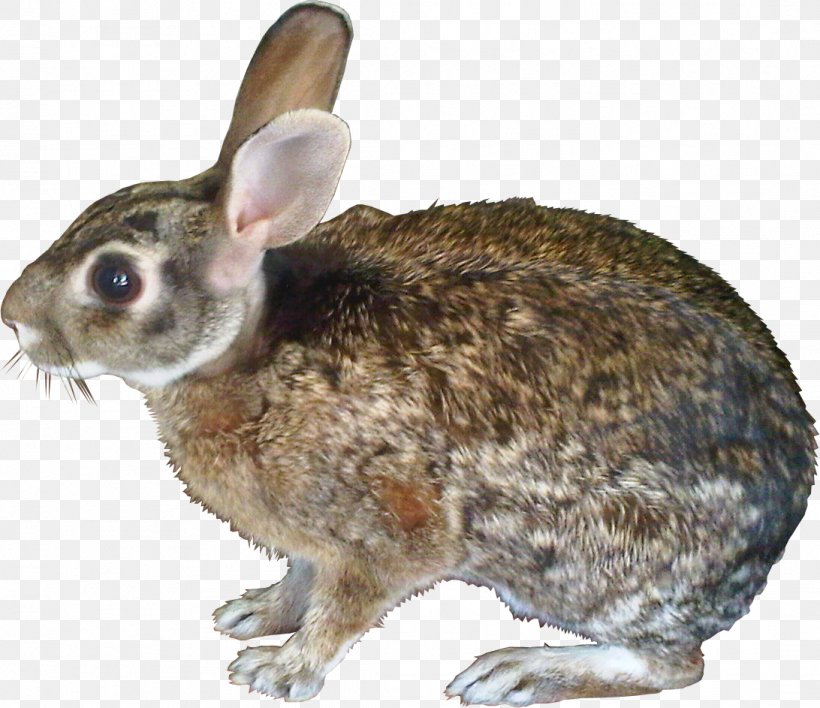 Hare Domestic Rabbit European Rabbit, PNG, 1092x943px, Hare, Animal, Bear, Domestic Rabbit, European Rabbit Download Free
