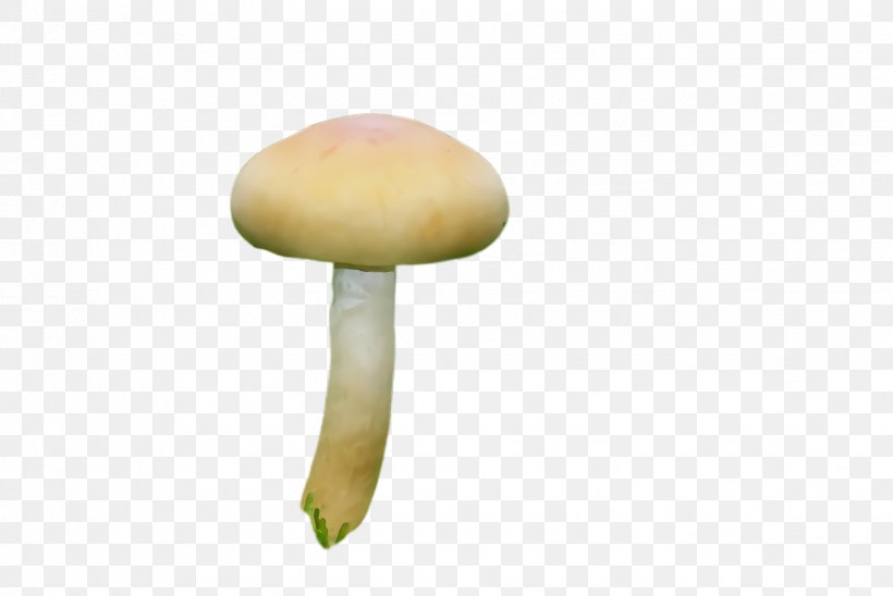 Mushroom Agaricomycetes Agaricaceae Agaricus Edible Mushroom, PNG, 2448x1636px, Watercolor, Agaric, Agaricaceae, Agaricomycetes, Agaricus Download Free