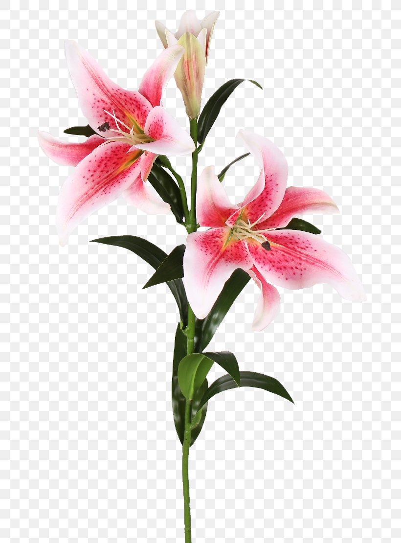 Plant Stem Easter Lily Cut Flowers Lilium 'Stargazer', PNG, 700x1110px, Plant Stem, Alstroemeriaceae, Cut Flowers, Easter Lily, Flower Download Free