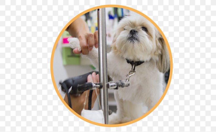 Shih Tzu Puppy Dogs' Avenue Dog Breed Companion Dog, PNG, 640x501px, Shih Tzu, Breed, Carnivoran, Companion Dog, Dog Download Free