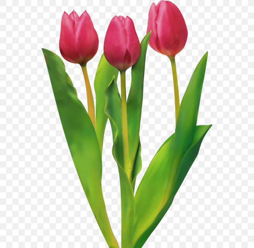 Tulip Cut Flowers, PNG, 551x800px, Tulip, Blue, Bud, Color, Cut Flowers Download Free