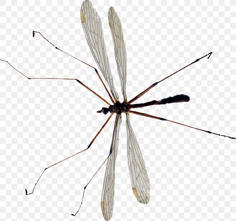 Backyard Insects Mosquito Crane Fly, PNG, 1151x1080px, Insect, Arthropod, Crane Fly, Dragonfly, Fly Download Free