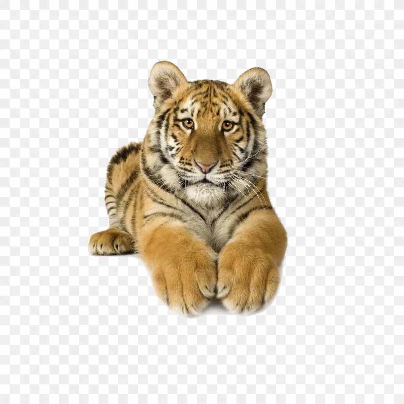 Bengal Tiger Siberian Tiger Clip Art, PNG, 2953x2953px, Bengal Tiger, Big Cats, Carnivoran, Cat Like Mammal, Fur Download Free