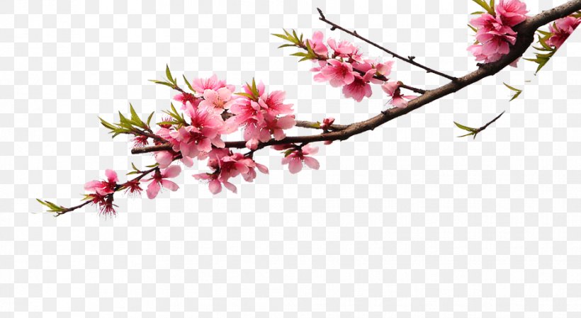 Cherry Blossom Pink Flower Bouquet Color, PNG, 931x510px, Cherry Blossom, Arrangement, Artificial Flower, Blossom, Branch Download Free