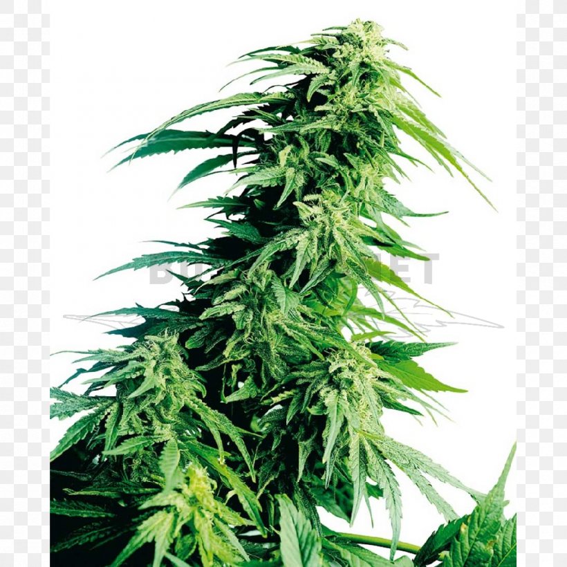 Hindu Kush Cannabis Cultivation Sensi Seeds, PNG, 1000x1000px, Hindu Kush, Afghanica, Cannabis, Cannabis Cultivation, Grow Shop Download Free