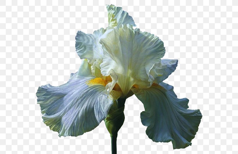 Orris Root Irises Cut Flowers Wholesale, PNG, 592x531px, Orris Root, Artikel, August, Cut Flowers, Flower Download Free