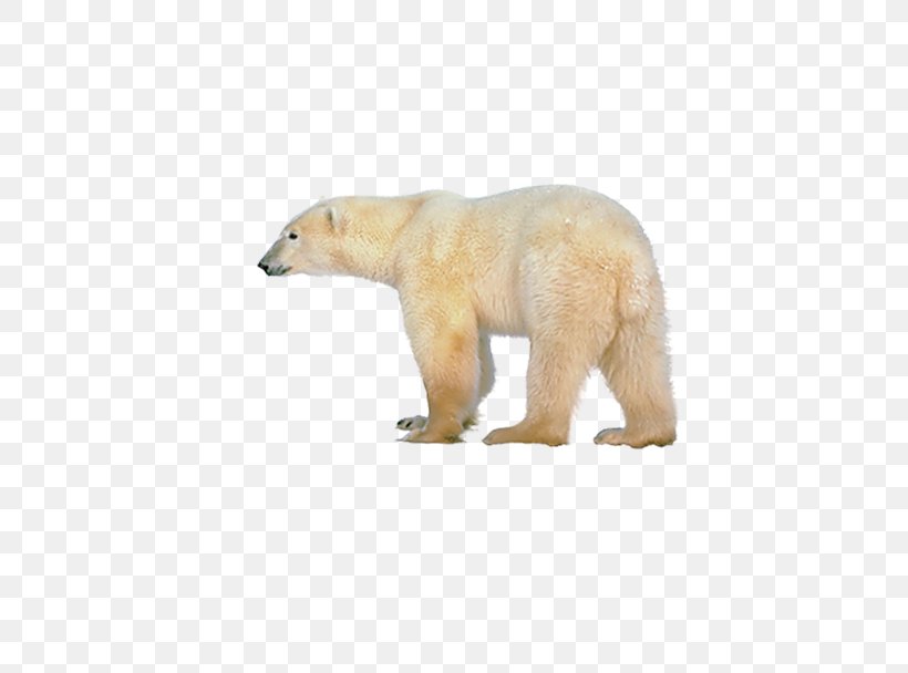 Polar Bear, Polar Bear, What Do You Hear? Brown Bear Giant Panda, PNG, 632x608px, Watercolor, Cartoon, Flower, Frame, Heart Download Free