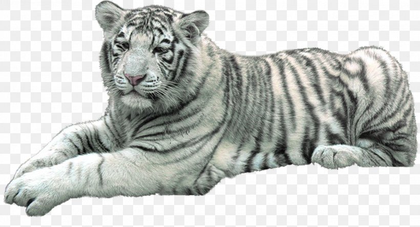 Tiger Lion Felidae Cat Cheetah, PNG, 1525x824px, Tiger, Animal, Big Cat, Big Cats, Black And White Download Free