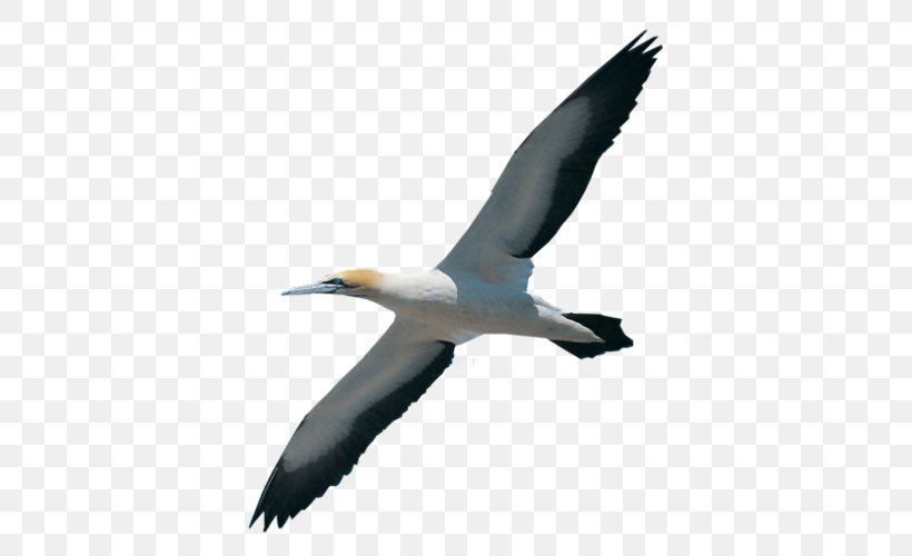 Gannet Bird Migration Booby Beak, PNG, 465x500px, Gannet, Albatross, Beak, Bird, Bird Migration Download Free