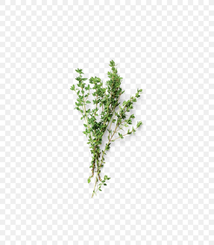 Tree Twig Branch Herb Leaf, PNG, 625x937px, Tree, Branch, Branching, Herb, Herbalism Download Free