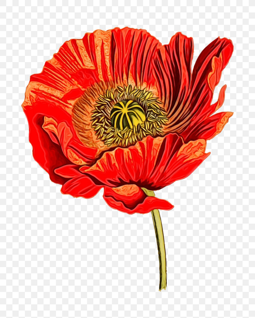 Flower Barberton Daisy Red Plant Petal, PNG, 1025x1280px, Watercolor, Barberton Daisy, Coquelicot, Cut Flowers, Flower Download Free