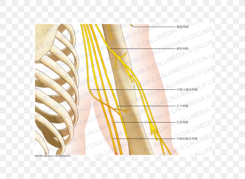 Human Anatomy Elbow Shoulder Bone, PNG, 600x600px, Watercolor, Cartoon, Flower, Frame, Heart Download Free