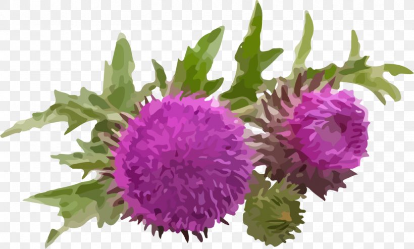 Milk Thistle Dietary Supplement Silibinin Herb, PNG, 1024x616px, Milk Thistle, Annual Plant, Antioxidant, Aster, Botanical Name Download Free