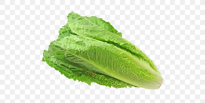 Romaine Lettuce Centers For Disease Control And Prevention CDC Food, PNG, 736x414px, Romaine Lettuce, Cdc, Collard Greens, Flower, Food Download Free
