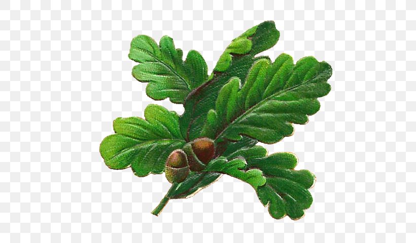 Clip Art English Oak Leaf Acorn, PNG, 640x480px, English Oak, Acorn, Arctostaphylos Uvaursi, Branch, Bur Oak Download Free