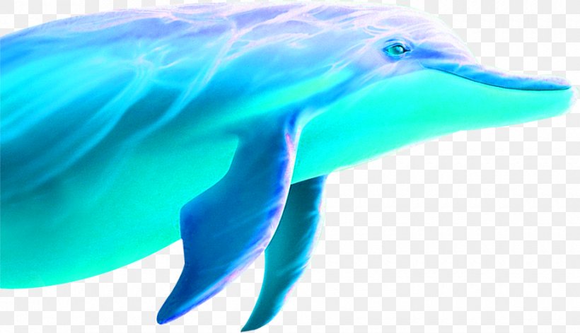 Common Bottlenose Dolphin Tucuxi Wholphin Short-beaked Common Dolphin Blue, PNG, 920x529px, Common Bottlenose Dolphin, Aqua, Artworks, Azure, Beak Download Free