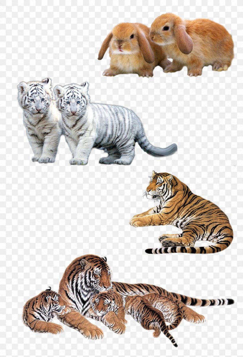 Felidae Siberian Tiger Leopard Bengal Tiger White Tiger, PNG, 1700x2500px, Felidae, Animal, Art, Bengal Tiger, Big Cats Download Free