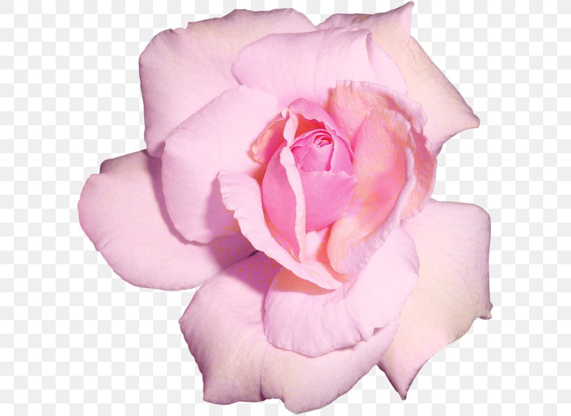 Garden Roses Cabbage Rose Flower Floribunda, PNG, 600x598px, Garden Roses, Cabbage Rose, Close Up, Cut Flowers, Floribunda Download Free