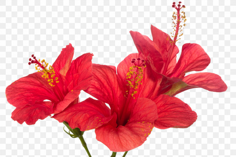Artificial Flower, PNG, 4368x2912px, Flower, Artificial Flower, Cut Flowers, Gladiolus, Hawaiian Hibiscus Download Free
