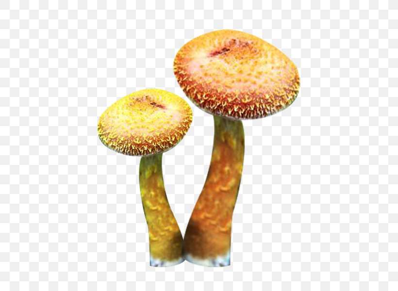 Asian Hazel Edible Mushroom Fungus, PNG, 600x600px, Asian Hazel, Cloud Ear Fungus, Edible Mushroom, Fungus, Google Images Download Free